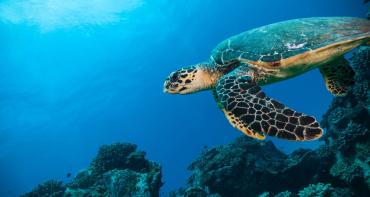 A turtle in the ocean