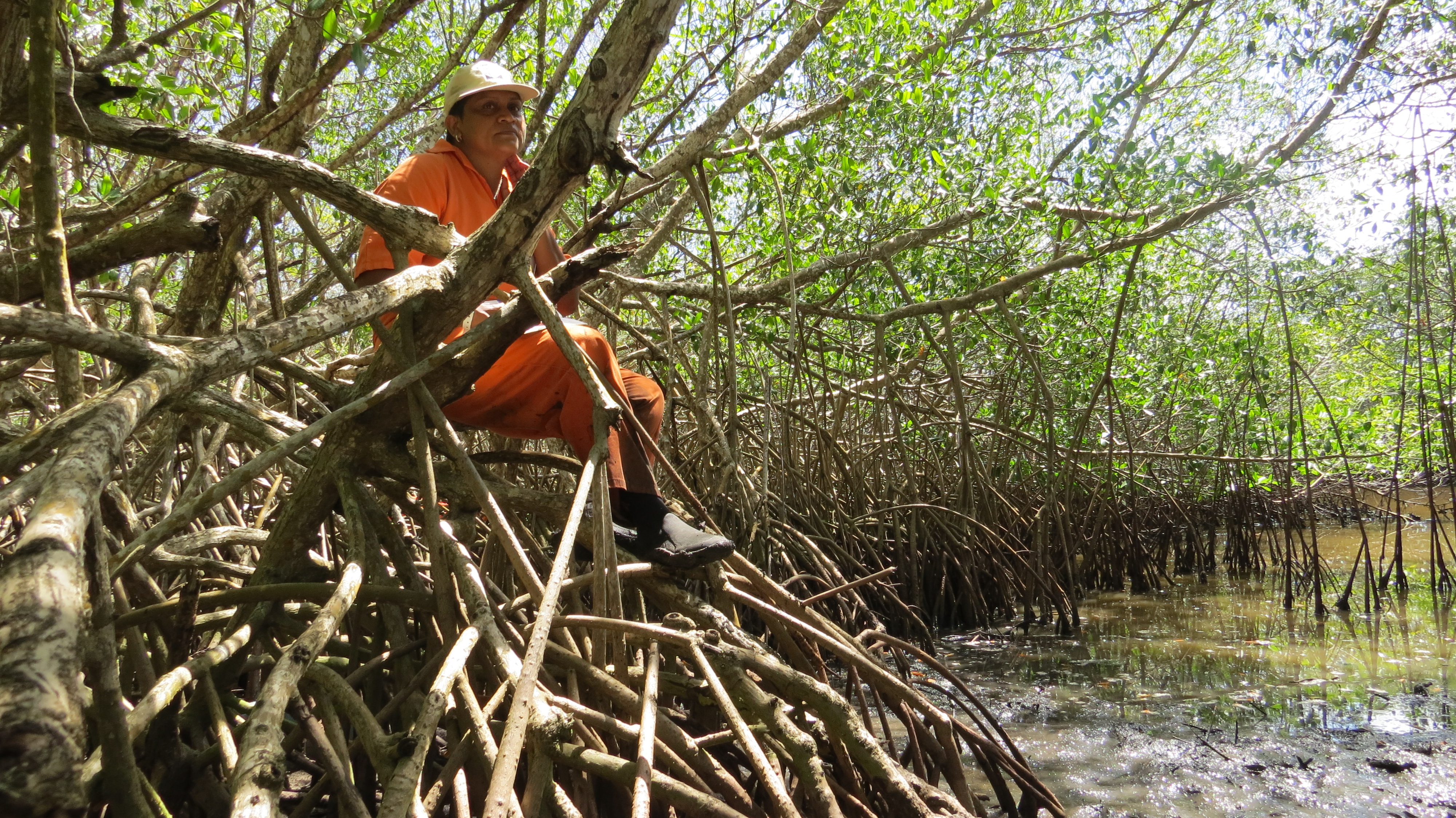 woman sitting on mangrove tree