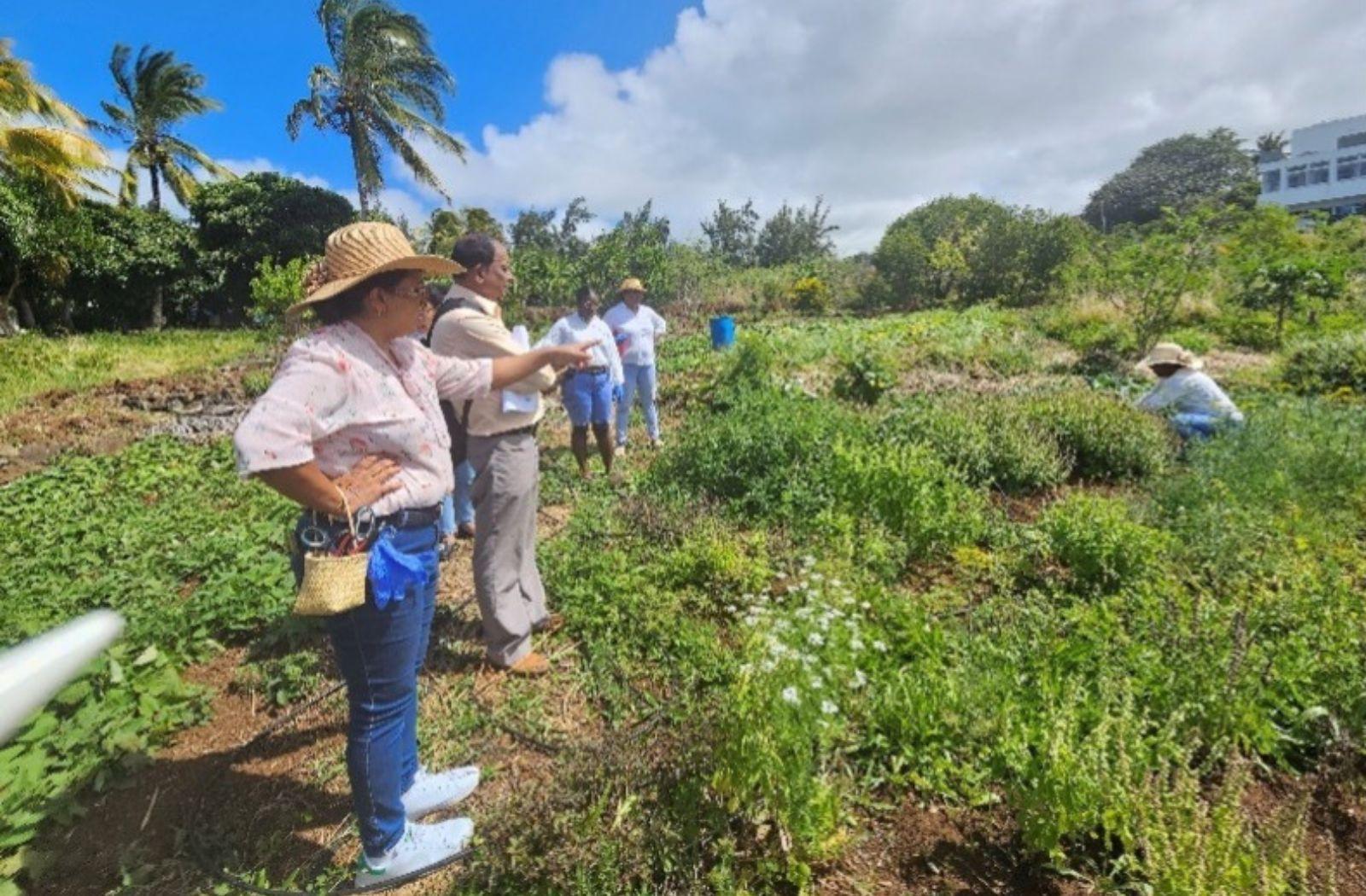 Rodrigues Island food industry workers in field